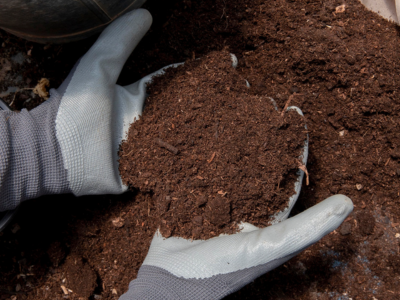 Cow Dung Manure
